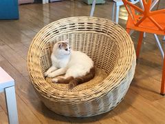 -Cappucimeow猫咪咖啡馆(韦伯时代店)