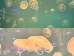 -福州罗源湾海洋世界旅游区