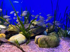 -上海海洋水族馆