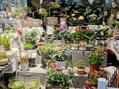 -循礼门鲜花花市(武汉循礼门店)