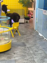 -神奇动物撸宠馆·羊驼·小浣熊·异宠(豫园店)