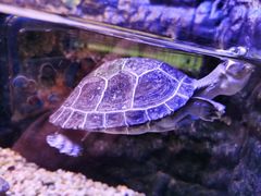 -上海海洋水族馆