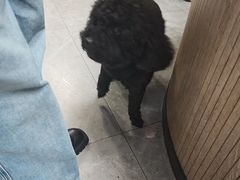 -半岛宠物医院24小时(白果林店)