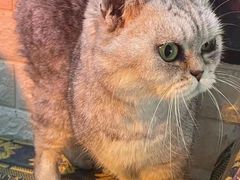 -平行世界·猫咖(首经贸店)