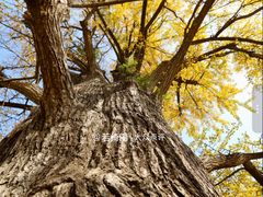 -千年银杏谷文化旅游区