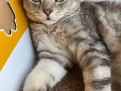 -Catmate·猫肥家润(金润铂宫店)