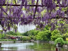 -嘉定紫藤园