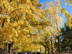 -三里屯东五街银杏大道