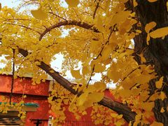 -三里屯东五街银杏大道