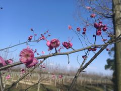 -上海长兴岛郊野公园