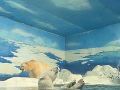 -海合安天津极地海洋公园