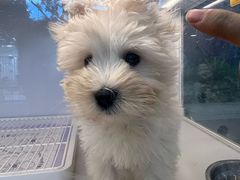 -翊宠yipet猫狗购宠庄园犬舍•猫舍