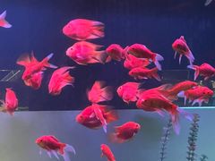 -九洲喜来登酒店湖月日餐厅