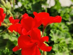 -北京麋鹿生态实验中心