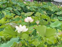 -嘉北郊野公园