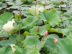-泰州凤城河风景区-泰山公园