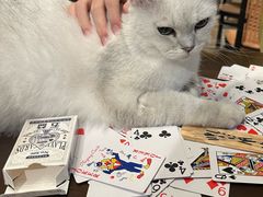 -猫猫幼稚园·撸猫·桌游·电玩