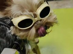 -美联众合动物医院·24h转诊中心