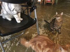 -猫猫幼稚园·撸猫·桌游·电玩
