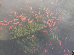-茯茶镇
