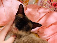 -藏猫猫咖啡主题馆(中央大道店)