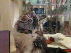 -屋虎猫馆(宝安大仟里店)