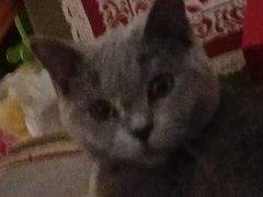 -猫十亿·布偶金渐层·曼基康矮脚猫舍(青年路店)