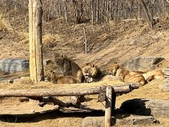 -北京野生动物园