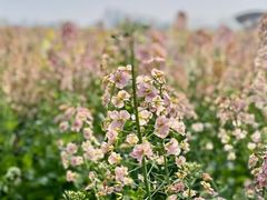 -中国天府农业博览园