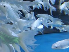 -中环花鸟鱼虫市场