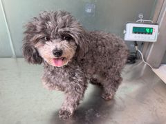 -申普宠物医院·心脏介入·心血管微创(总院)