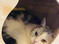 -猫咪咖啡店(新城大街店)