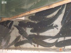 活鱼-活鱼馆(宜兴埠店)