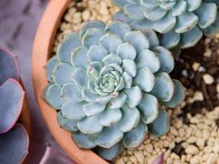 -辣妈私厨龙香记(万达广场店)