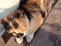 吃完出来顺便逗逗旁边的猫咪-常香小吃