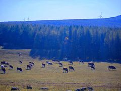 -塞罕坝国家级自然保护区