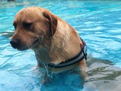 -汪说喵讲宠物乐园宠物酒店(红星美凯龙店)