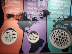-七巧国萌宠乐园(龙湖天街店)