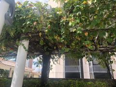 -深圳香格里拉酒店