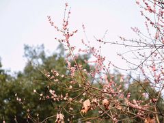 -武汉大学-樱园