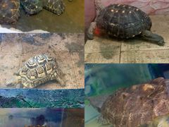 -上海大自然野生昆虫馆