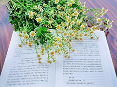 -天津东丽湖风景区