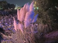 -荷兰花海