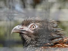 -费瑟代尔野生动物园