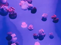 -广州海洋馆