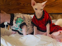 -藏猫猫咖啡主题馆(中央大道店)