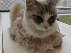 -怪兽屋·羊驼·猫咖·狗咖(俊华广场店)