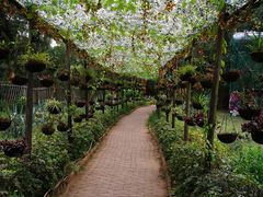 -北海金海湾红树林生态旅游区