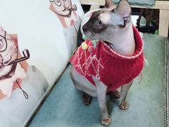 -李小姐の猫咖啡馆(五角场店)