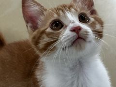 -宠颐生宠物医院·异宠猫科内科·诊疗中心宠巢店